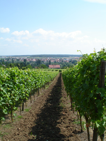 weinberge